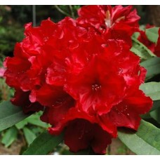 Рододендрон гібридний «Лео» (Rhododendron Leo) 
